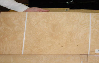 Gelbes Aschknoten-Furnierholz für Möbel, 0,5 Millimeter Stärke